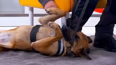 Coca, a cadela da GNR que ajudou a encontrar menino de 11 anos