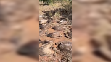 Mais de 100 abutres morreram após comerem elefante envenenado no principal parque nacional da África do Sul  