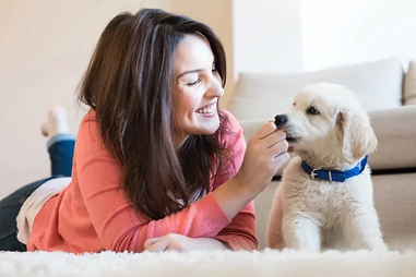 Dar comprimidos a cães