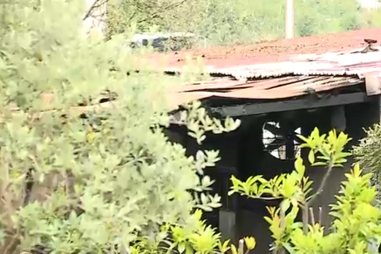 Incêndio em vacaria mata 25 animais em Vila Nova de Famalicão