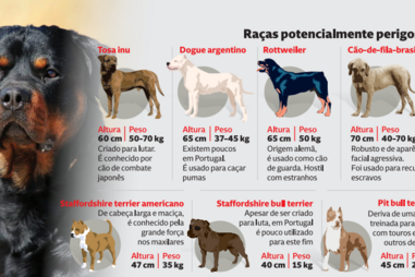 Raças de cães potencialmente perigosas