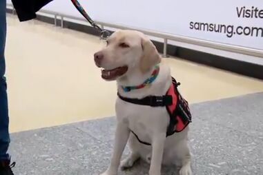 Cão terapêutico Teddy já está com menina autista