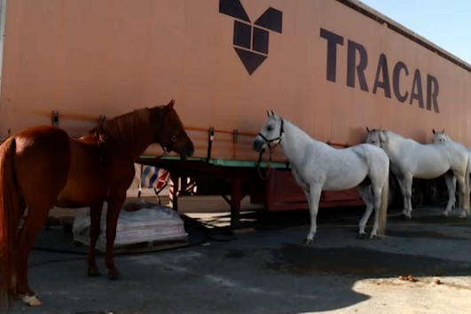Denúncias de alegados maus tratos a animais