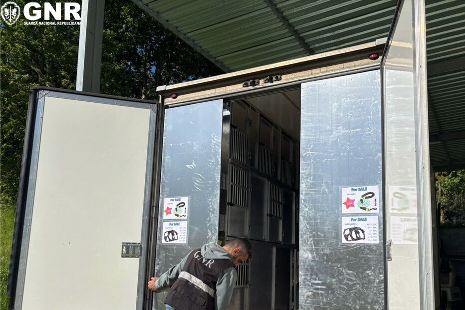 Vários arguidos em operação da GNR por exportação de cães para o estrangeiro