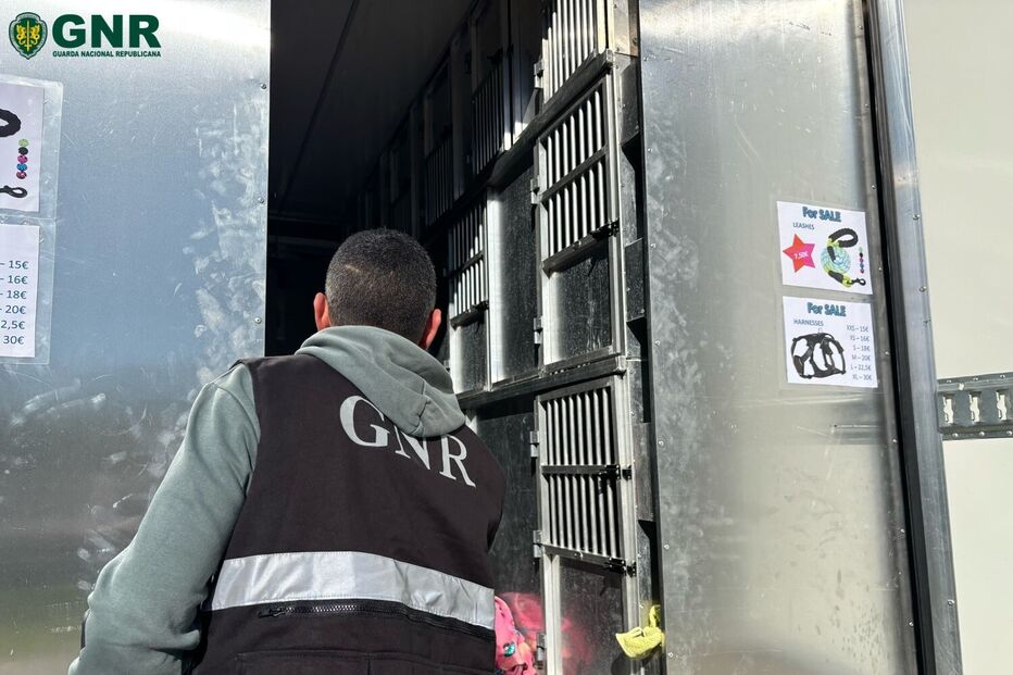Vários arguidos em operação da GNR por exportação de cães para o estrangeiro
