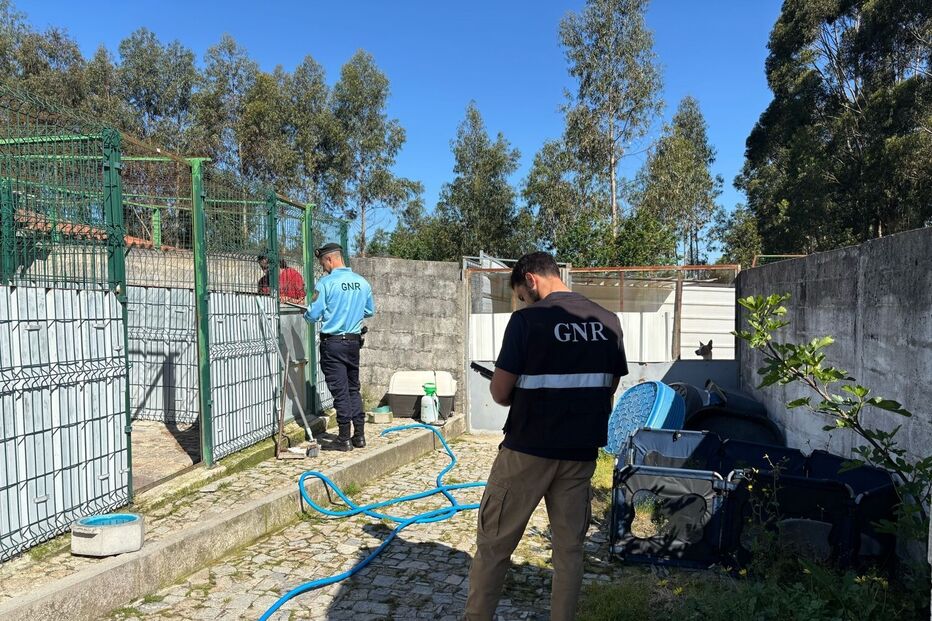 Vários arguidos em operação da GNR por exportação de cães para o estrangeiro