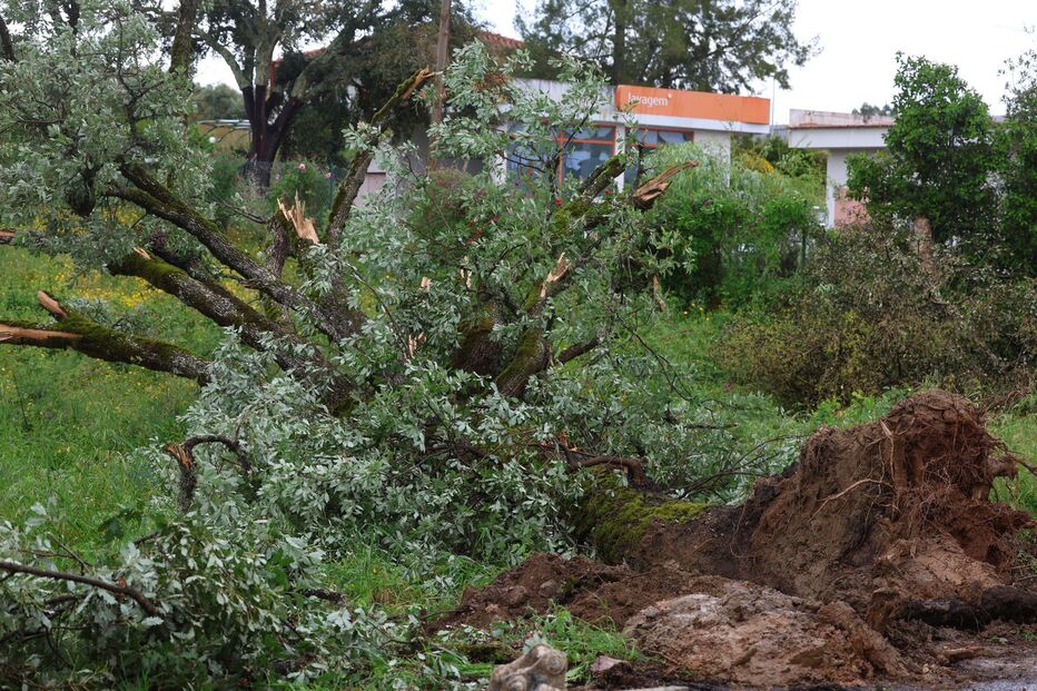 Fenómeno extremo de vento atinge Sardoal 