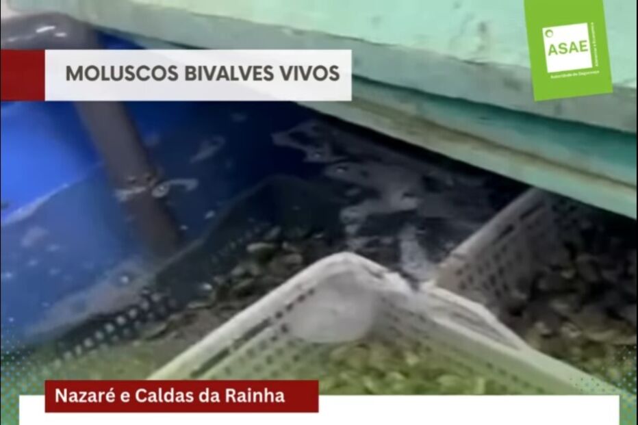 ASAE desmantela circuito ilegal de bivalves na Nazaré e Caldas da Rainha