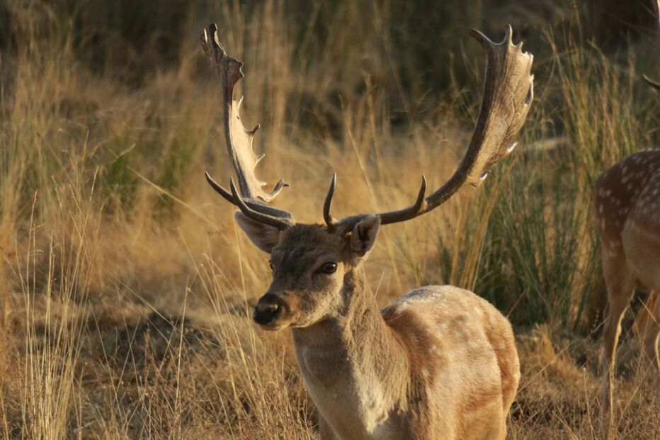 2025-05-16_18_25_09 Herdade dos Abegões (70).jpg