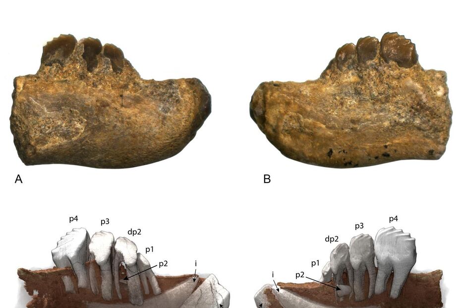 Cambelodon torrensis, uma nova espécie de mamífero identificada Jurássico Superior de Torres Vedras