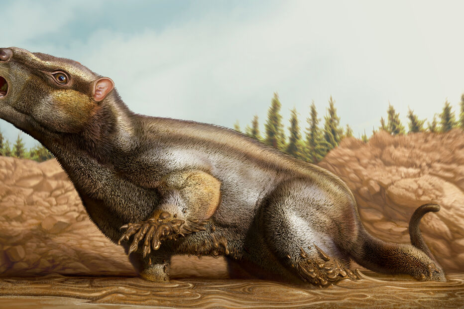 Cambelodon torrensis, uma nova espécie de mamífero identificada Jurássico Superior de Torres Vedras