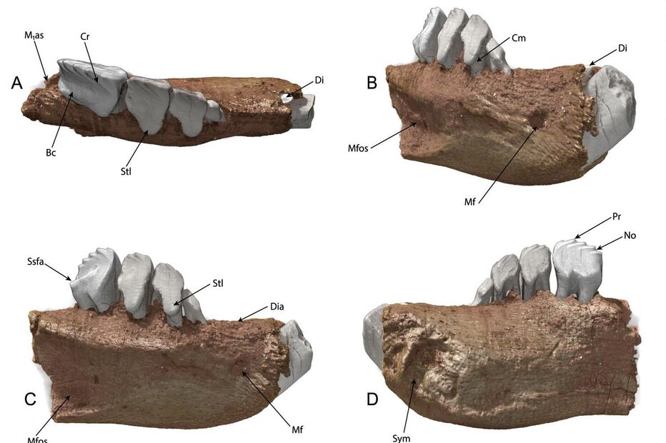Cambelodon torrensis, uma nova espécie de mamífero identificada Jurássico Superior de Torres Vedras