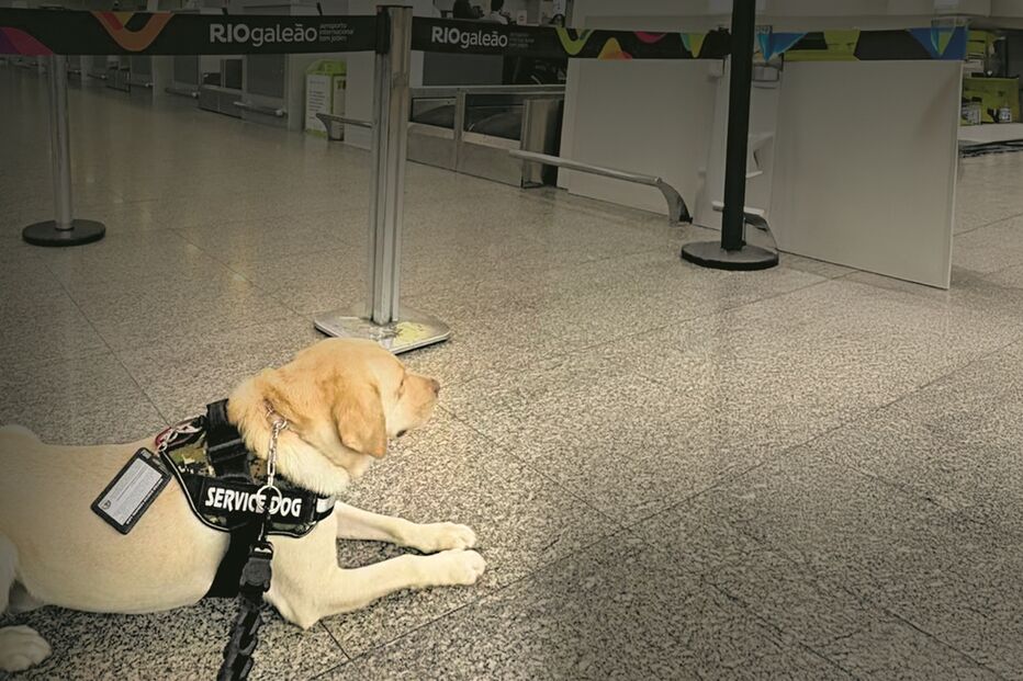 TAP gasta meio milhão ao cancelar voo por recusar transportar cão