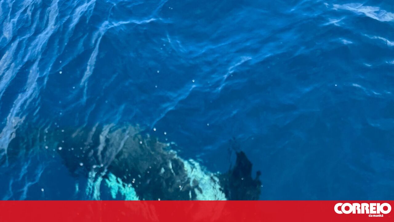 Orcas Attack French Sailboats in Algarve: A Growing Concern for Maritime Safety
