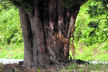 Base da árvore com ferimentos e sinais de recuperação