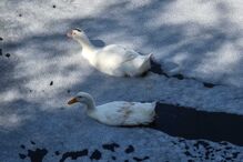 População de Oliveira de Azeméis revoltada com a poluição no rio UI