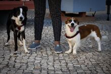 Cães Kiko e Simba travam assalto a café em Coimbra, assustando ladrões.
