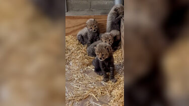 Imagens mostram o primeiro nascimento de crias de chita bem sucedido em mais de sete anos em jardim zoológico nos EUA