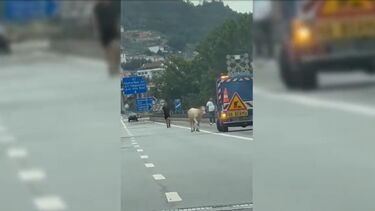 Vaca na A11 em Guimarães condiciona trânsito durante cerca de meia hora