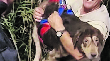 Bombeiros resgatam cão que caiu ao rio nas Caldas da Rainha