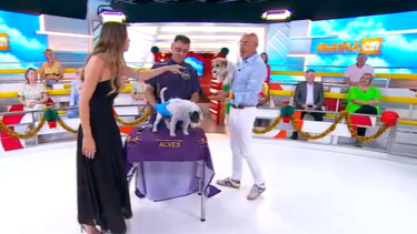 A arte do Grooming: o cuidado dos patudos começa no pelo