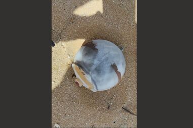 Engenho explosivo inativado em Sesimbra por Mergulhadores da Marinha