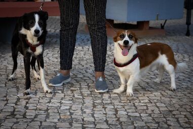 Cães Kiko e Simba travam assalto a café em Coimbra, assustando ladrões.
