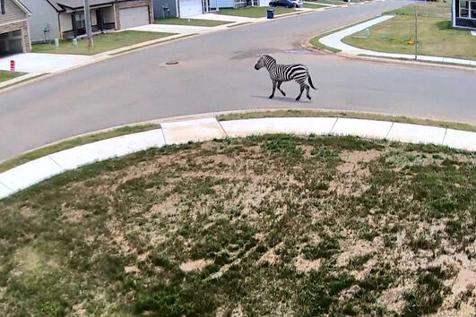 Zebra ‘fugitiva’ apanhada a passear em bairro nos EUA 