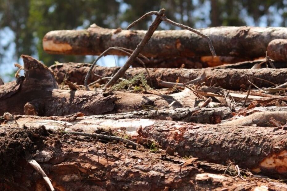 Uniexpo apresenta soluções para floresta em Albergaria-a-Velha