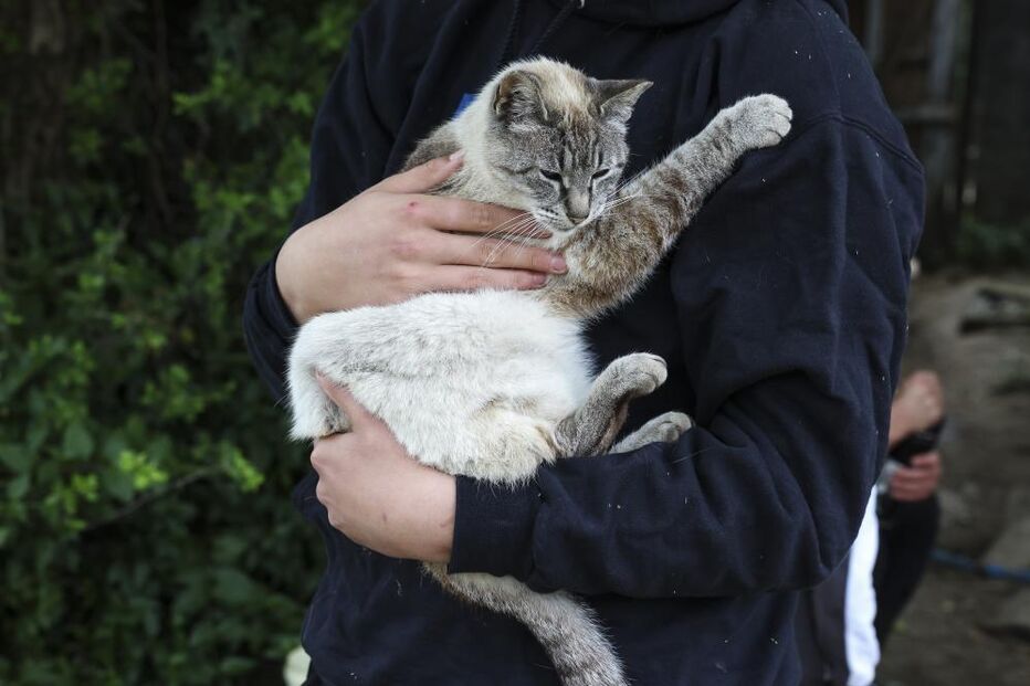 Quinta em Coimbra acolhe animais resgatados e promove ensino alternativo para crianças