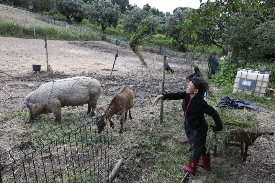 Crianças aprendem com animais na Quinta Riza, em Coimbra