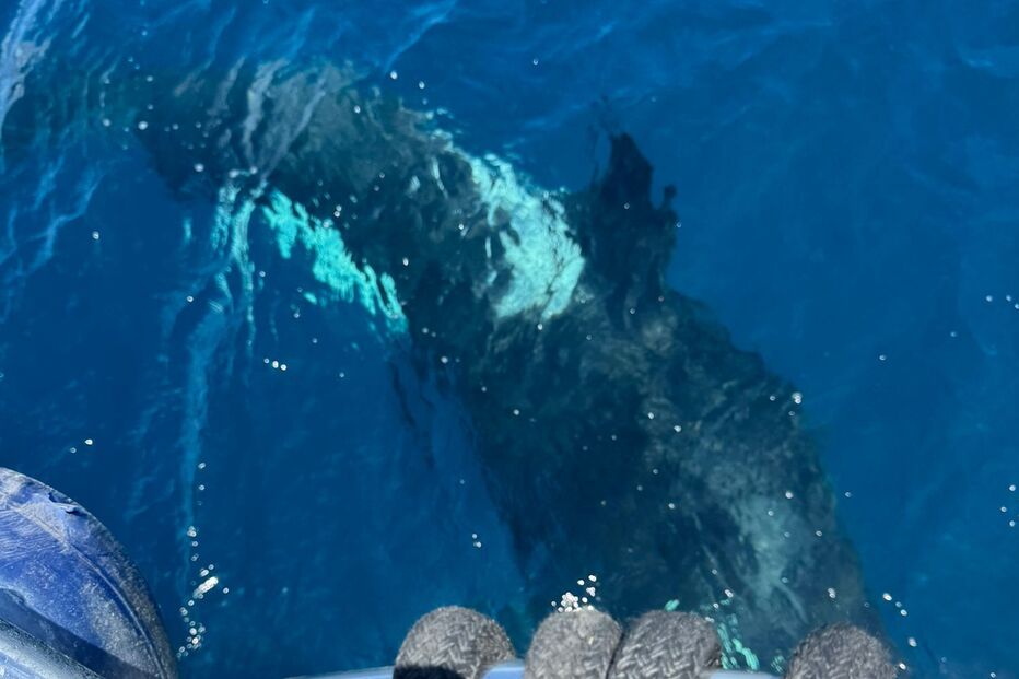 Orcas atacam veleiros perto de Olhão e Tavira, destruindo lemes e causando sustos aos tripulantes