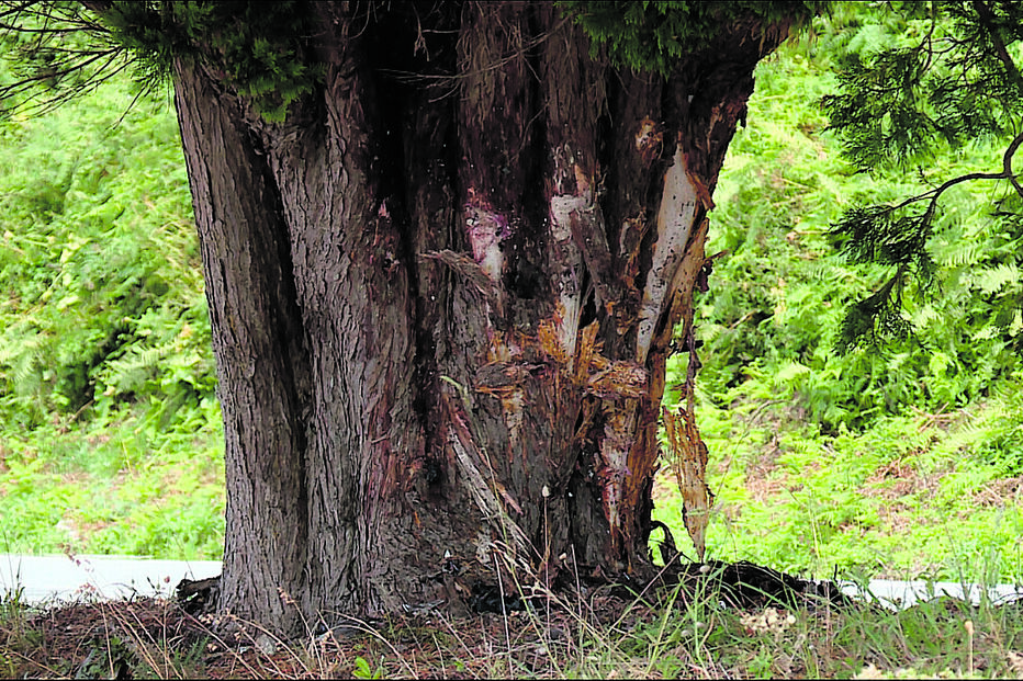 Base da árvore com ferimentos e sinais de recuperação