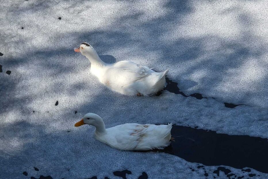 População de Oliveira de Azeméis revoltada com a poluição no rio UI
