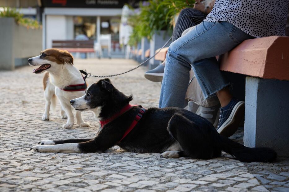 Kiko e Simba, cães rafeiros em Coimbra, evitaram um assalto a um café