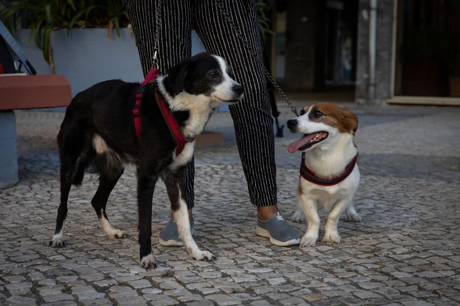 Kiko e Simba, cães rafeiros em Coimbra, evitaram um assalto a um café ao afugentarem ladrões.
