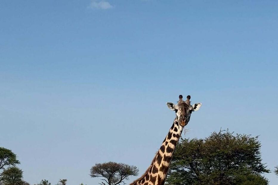 Trincão aproveita safari com girafa após época futebolística