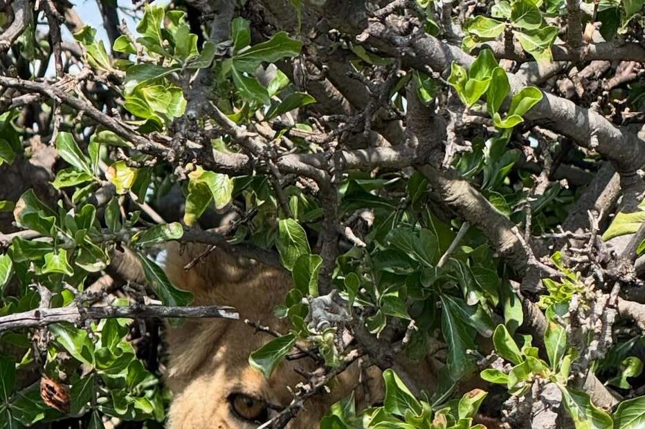 Trincão aproveita safari com leão