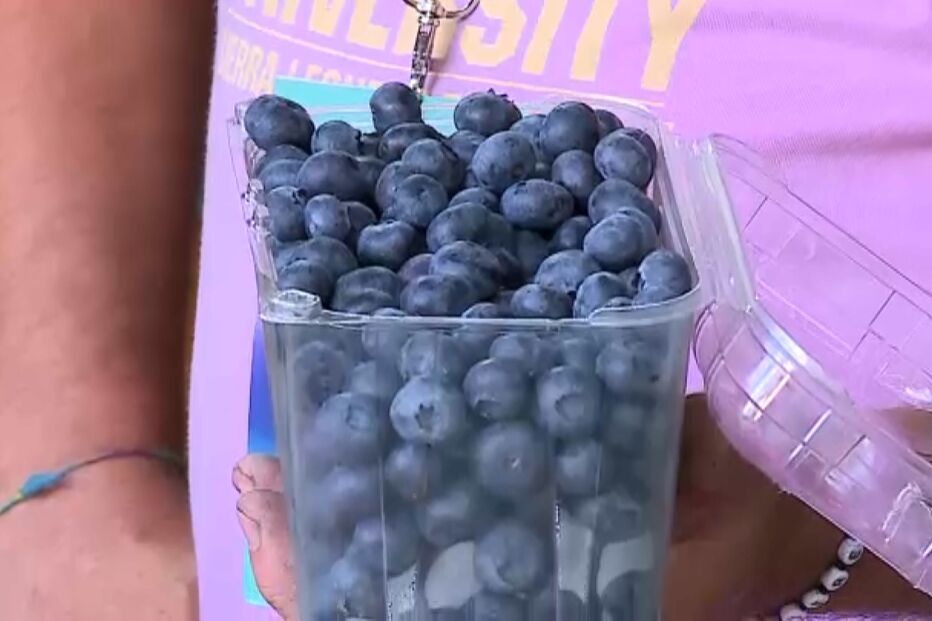 Mirtilos em destaque na Feira Nacional do Mirtilo em Sever de Vouga.
