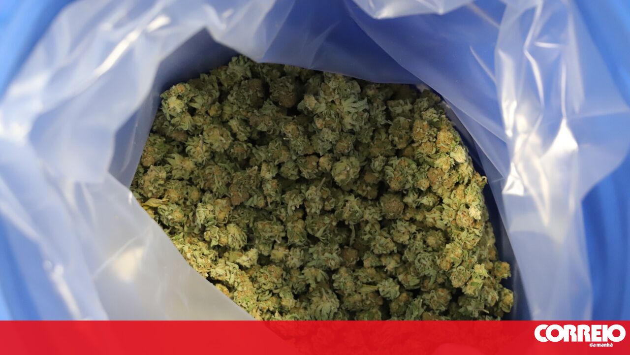 ASAE seizes more than 3,500 food products containing 'cannabis sativa'