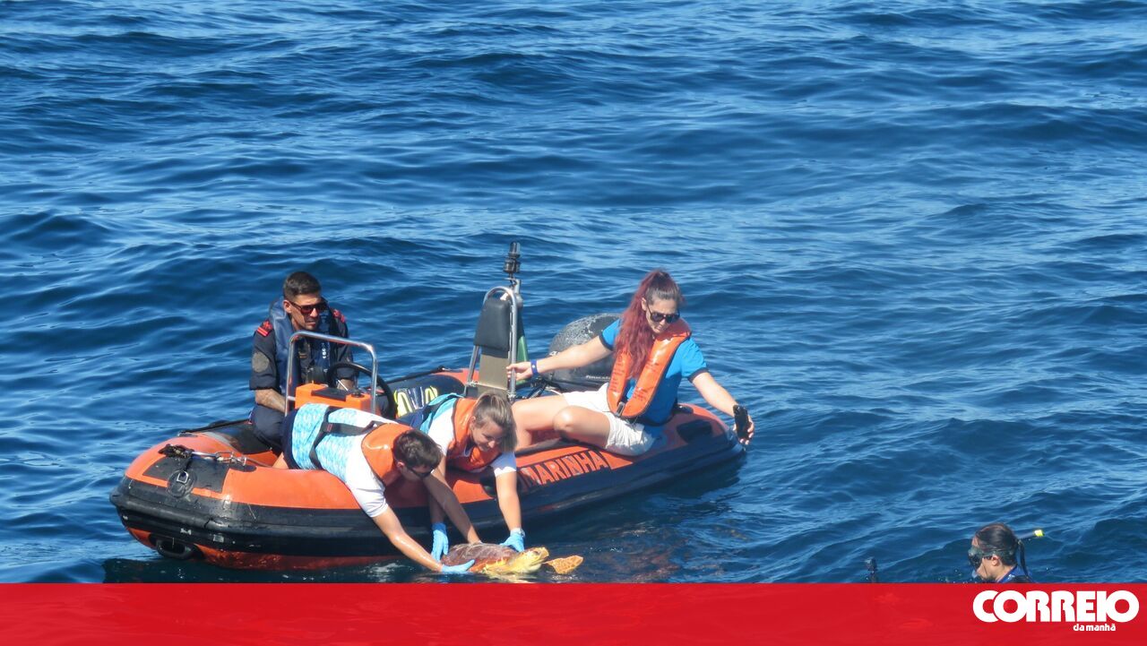 Navy Assists in Returning Rehabilitated Sea Turtle to the Ocean in Algarve