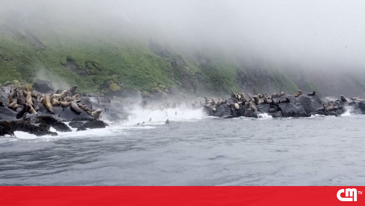 Sea Lions Leap into the Ocean as Earthquake Shakes Russia's Kuril Islands