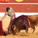 Sérgio Rollón sofre cornada grave na coxa durante tourada em Valdetorres de Jarama, Espanha