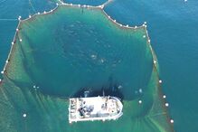 Pesca ilegal de atum-rabilho na Armação do Barril, em Tavira, prejudica empresa e ameaça a sustentabilidade