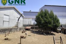 GNR detém caçador por armadilhas ilegais para aves em Santa Maria da Feira