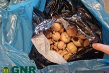 Papoilas secas apreendidas pela GNR em Vialonga