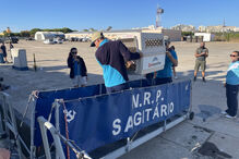 Marinha e Zoomarine libertam tartaruga marinha recuperada no Algarve.
