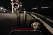 Cão salvo pela Polícia Marítima em Aveiro após se refugiar em navio