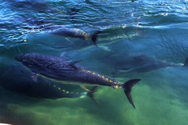 Pescar ou não atum em área protegida, a decisão dos Açores que será sempre polémica