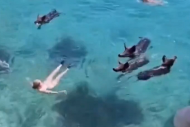 É falso, são porcos e não javalis e nadam com banhistas na Grécia, não na Arrábida ou Bahamas como circula nas redes